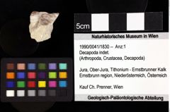 Foto (Objket + Etiketten) von Cracensigillatus acutirostrus (Moericke, 1889) 